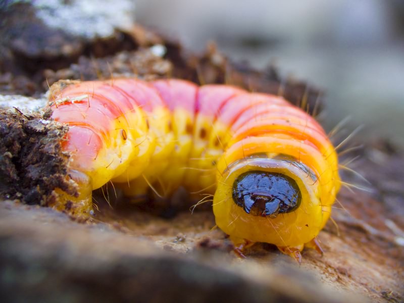 Cossus cossus (Linnaeus, 1758)